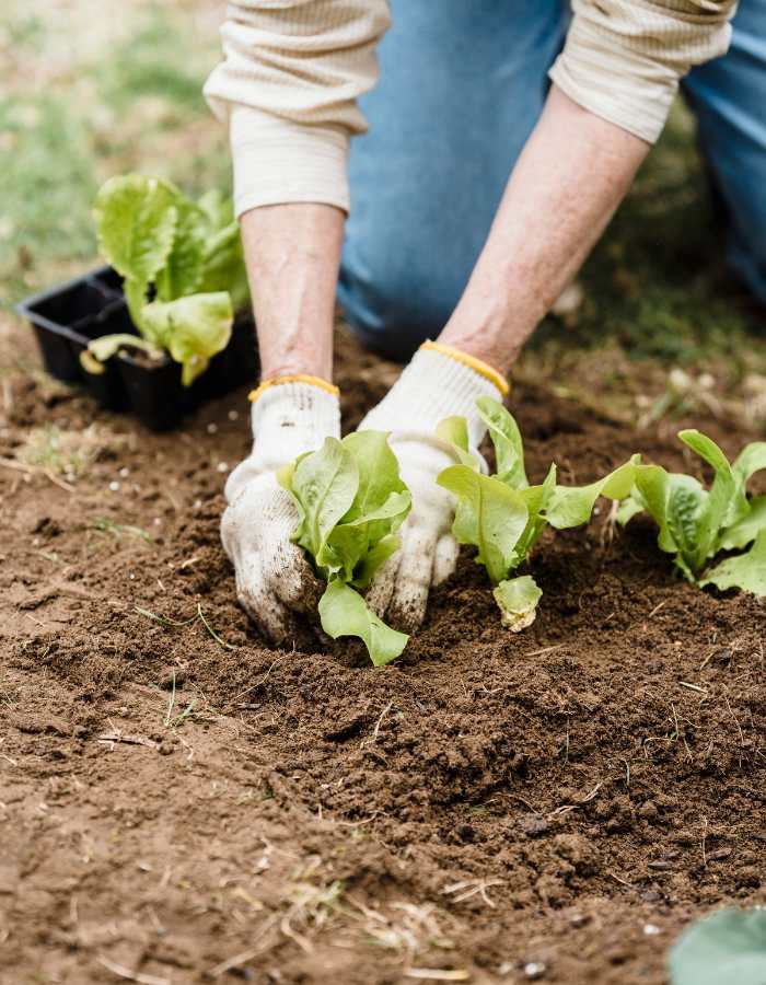Siembra al inicio de la primavera